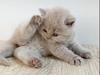 LUXURY BRITISH SHORTHAIR KITTENS GIRL - British Shorthair - Gallery Photo #1