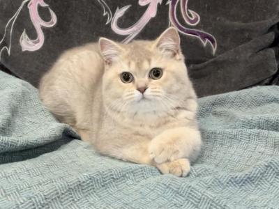 Mabel - British Shorthair - Gallery Photo #1