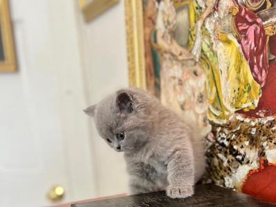 LUXURY BRITISH SHORTHAIR KITTENS BOY - British Shorthair - Gallery Photo #1