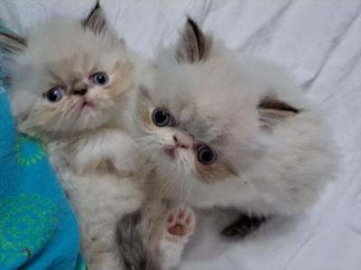 2 Chocolate Lynx Point & White Kittens - Himalayan - Gallery Photo #1