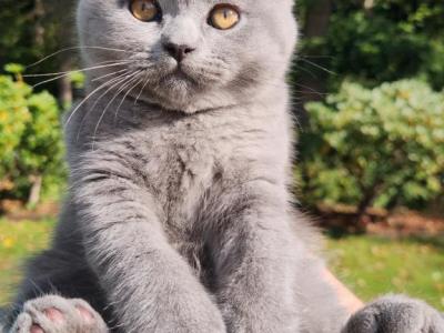 Lola's Babies - Scottish Fold - Gallery Photo #1