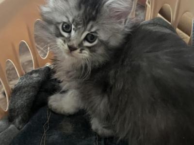 Maine Coon Kittens - Maine Coon - Gallery Photo #1