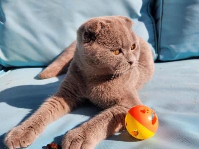 Whiskey's Kittens - Scottish Fold - Gallery Photo #1