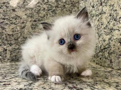 Ragdoll Seal Point  Male - Ragdoll - Gallery Photo #1