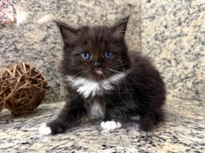 British Longhair Black White  Male - British Shorthair - Gallery Photo #1