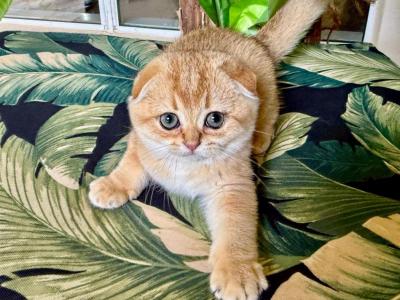 Scottish Fold  Golden  Female - Scottish Fold - Gallery Photo #1