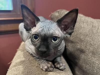 Bluey - Sphynx - Gallery Photo #1