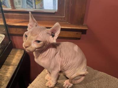 Yoda - Sphynx - Gallery Photo #1