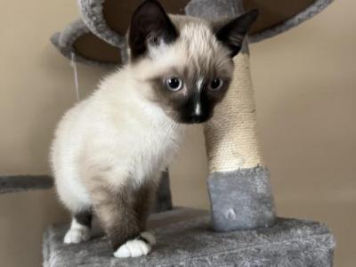 Ragamese Kitten - Siamese - Gallery Photo #1