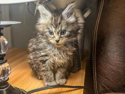 Maine Coon Kittens - Maine Coon - Gallery Photo #1