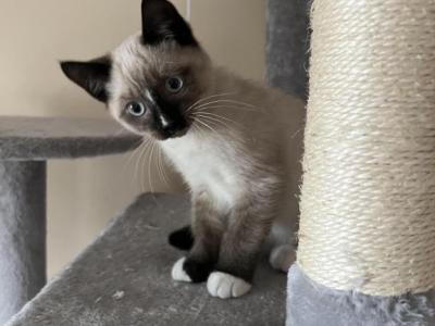 Male Kitten - Ragdoll - Gallery Photo #1