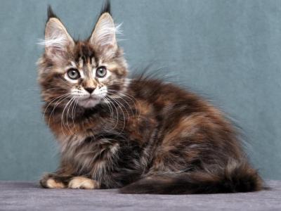 Jane - Maine Coon - Gallery Photo #1