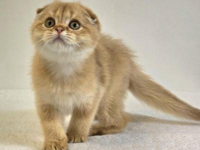 Cattery Golden Heart Cinnamon Golden Shaded - Scottish Fold - Gallery Photo #1