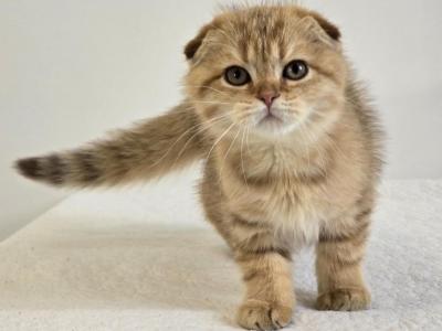 Cattery Golden Heart Black Golden NY24 - Scottish Fold - Gallery Photo #1