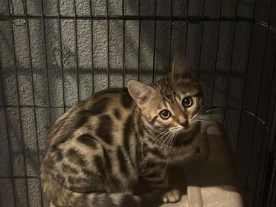 Female Kitty - Bengal - Gallery Photo #1