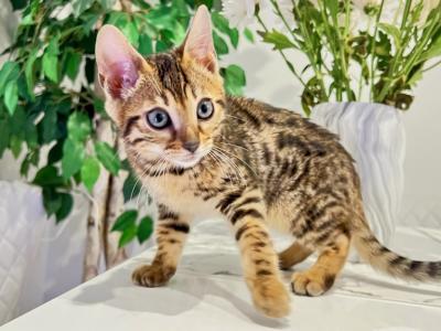 Tommie - Bengal - Gallery Photo #1