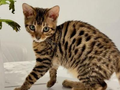 Serafina - Bengal - Gallery Photo #1