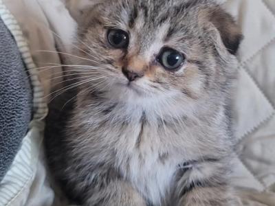 Rusty - Scottish Fold - Gallery Photo #1