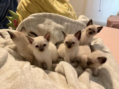 7 Siamese Kittens Ready In October - Siamese - Gallery Photo #1