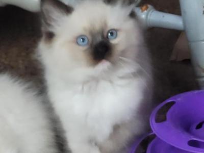 Alfie - Ragdoll - Gallery Photo #1