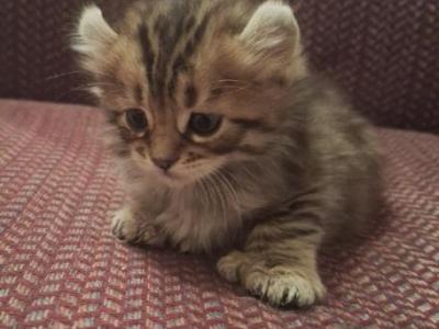 Polydactyl Full Curl Boy - Highlander - Gallery Photo #1