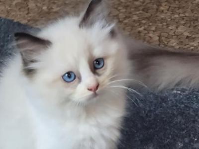 Archie - Ragdoll - Gallery Photo #1