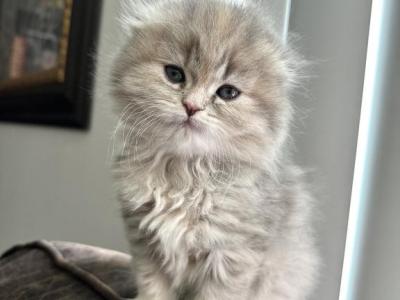 Scotch Fold Girl - Scottish Fold - Gallery Photo #1