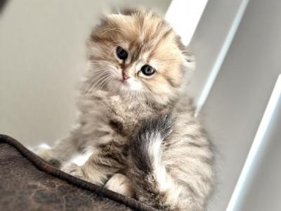 Scottish Fold - Scottish Fold - Gallery Photo #1