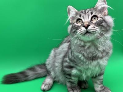 Siberian Male Silver Tabby - Siberian - Gallery Photo #1