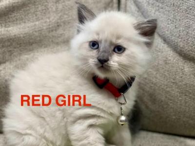 Red - Ragdoll - Gallery Photo #1