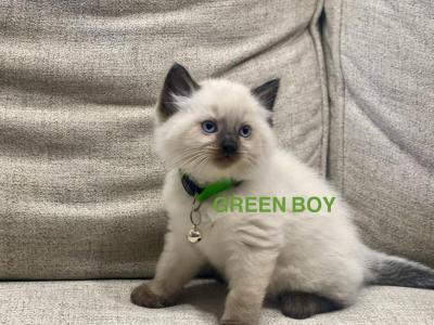 Green - Ragdoll - Gallery Photo #1