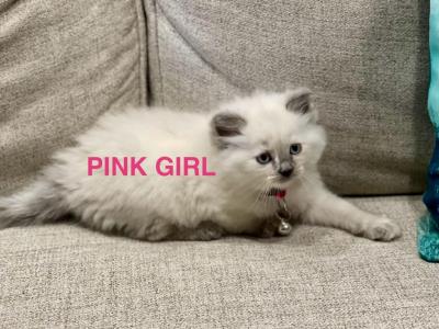 Pink - Ragdoll - Gallery Photo #1