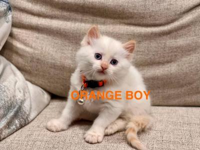 Orange - Ragdoll - Gallery Photo #1