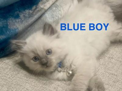 Blue - Ragdoll - Gallery Photo #1