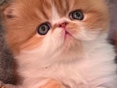 Pablo - Persian - Gallery Photo #1