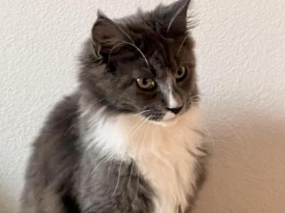 Maine Coon - Maine Coon - Gallery Photo #1