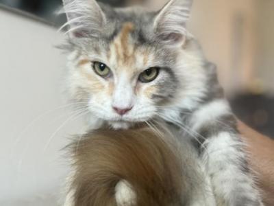 Maine Coon Kitten - Maine Coon - Gallery Photo #1