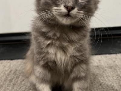 Scottish Fold F - Scottish Fold - Gallery Photo #1