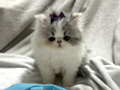 3 Dilute Calico Girls - Persian - Gallery Photo #1