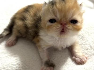 Pixies Babies - Persian - Gallery Photo #1