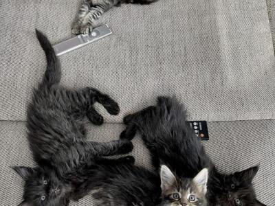 Purebred Maine Coon Kittens - Maine Coon - Gallery Photo #1