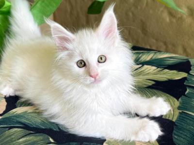 Maine Coon White Male - Maine Coon - Gallery Photo #1