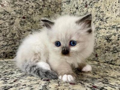 Ragdoll Seal Point Male - Ragdoll - Gallery Photo #1