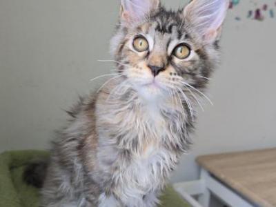 Jasmine - Maine Coon - Gallery Photo #1