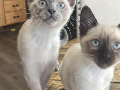 Seal Point And Lilac Point Siamese - Siamese - Gallery Photo #1