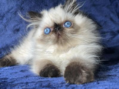 Persian Himalayan Seal Point Kitten Male - Himalayan - Gallery Photo #1