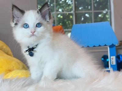 R044 - Ragdoll - Gallery Photo #1