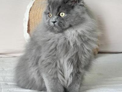 Gizmo - Persian - Gallery Photo #1