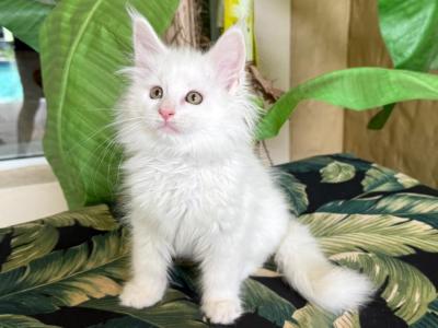 Maine Coon White  Male - Maine Coon - Gallery Photo #1