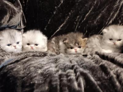 CFA Registered Silvers & BiColor - Persian - Gallery Photo #1